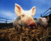 Most commercial pig production uses cross-breeds as crossing results in hybrid vigour, giving better rates of growth and development.